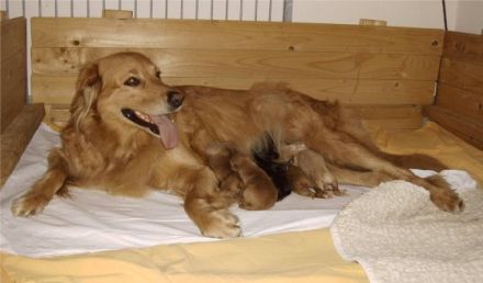 vom goldenen Flieder