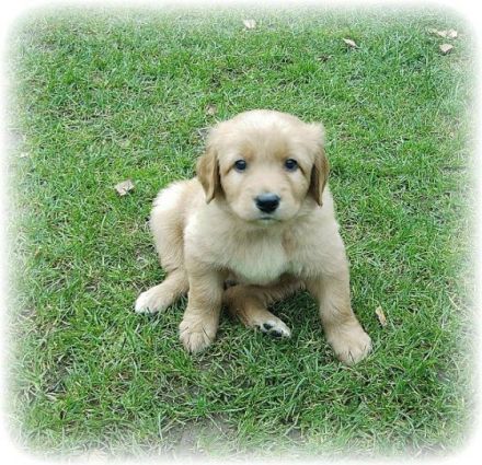 vom goldenen Flieder