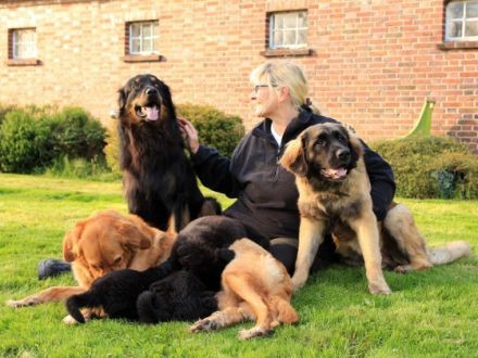 Hundeschule Ostfriesland