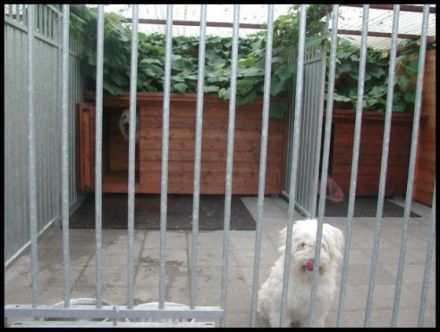 Hundepension Westerbroek