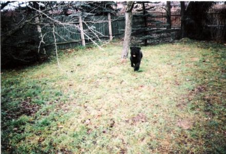 Hundeschule & -pension Karl Katzmann