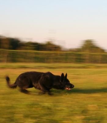Die besondere Hundeschule - Ulv Philipper
