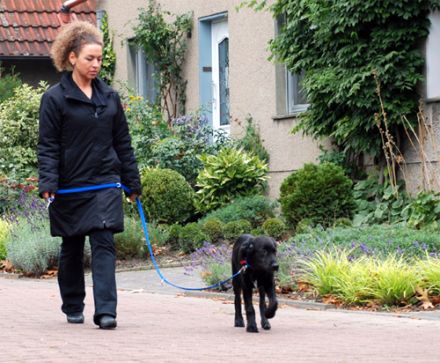 Hunde 1x1 Blog Tipps