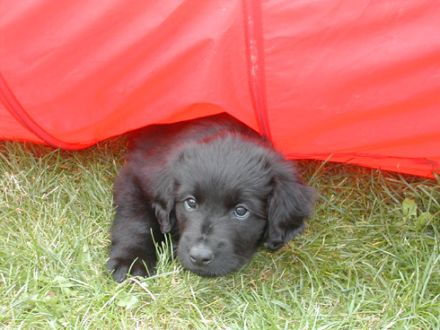 Hunde 1x1 Blog Tipps