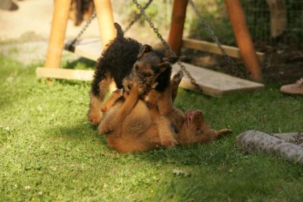 Hundeschule Arnsberg Dog Dream