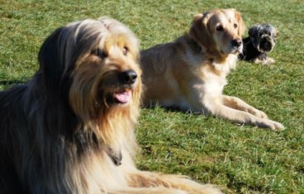 Hundeschule Arnsberg Dog Dream