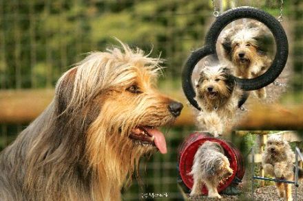 Hundeschule Arnsberg Dog Dream