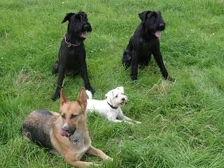 Hundeschule / Hundetrainer Enno    ---  HAMELN