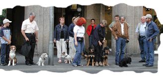 animalstar.de - Filmtiere & Hundeschule D. Lenzen