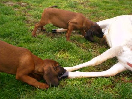 von Militzer´s Meute