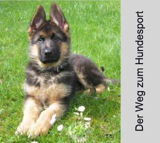 Der "virtuelle Hundeplatz" - im Ostalbkreis