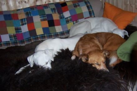 Hundepension Schleusenkate