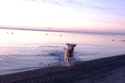 Hundepension Schleusenkate