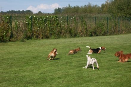 Hundepension Schleusenkate