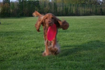 Hundepension Schleusenkate