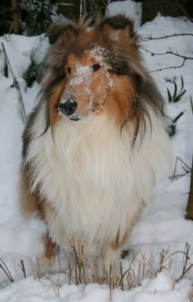 from the Beautiful Dream