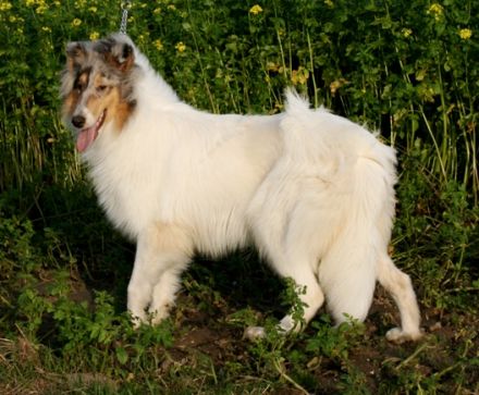 from the Beautiful Dream