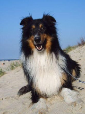 from the Beautiful Dream