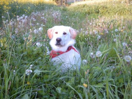 Mobile Hundeschule Endres