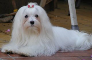 Little Charming Dog´s