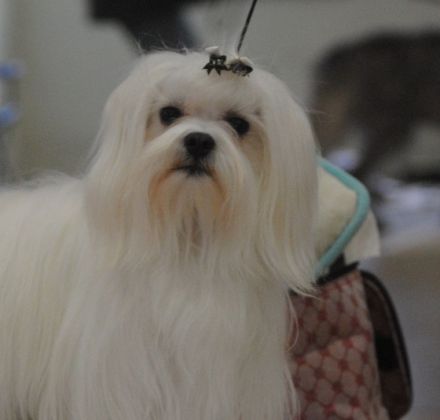 Little Charming Dog´s