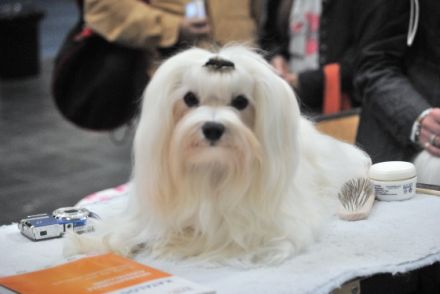 Little Charming Dog´s