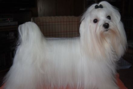 Little Charming Dog´s