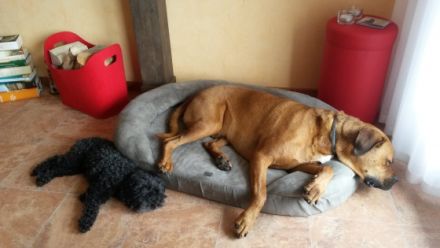 Hunde & Katzen-Hotel Familie Behrens