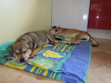 Hunde & Katzen-Hotel Familie Behrens