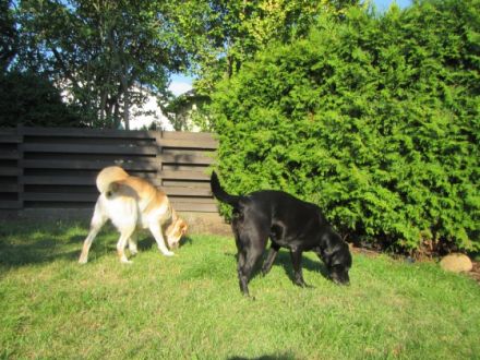 Hunde & Katzen-Hotel Familie Behrens