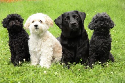 Hunde & Katzen-Hotel Familie Behrens