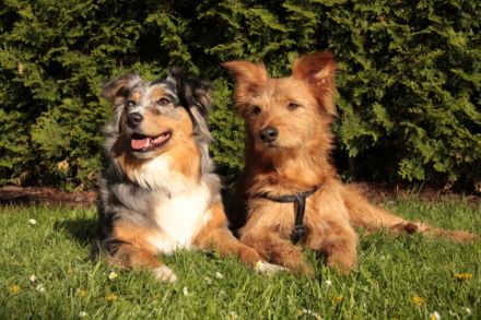 Hunde & Katzen-Hotel Familie Behrens