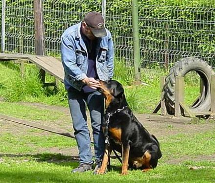 Hundeschule Schröder