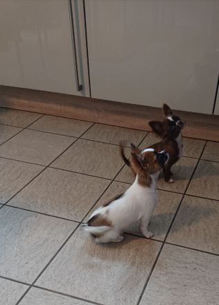 Hundeschule Jutta Lessmann