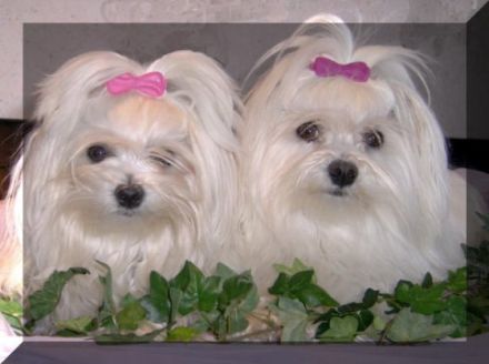 Malteser vom Piumerland