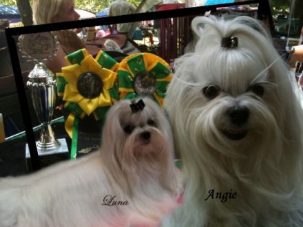 Malteser vom Piumerland