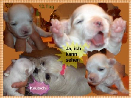 Malteser vom Piumerland