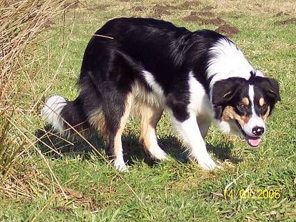 Little Shepherds of green valley