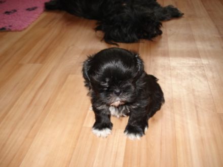 from Buddha´s Paradise