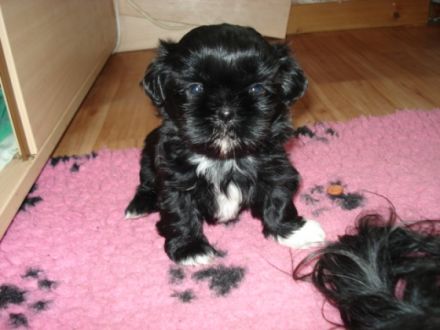 from Buddha´s Paradise