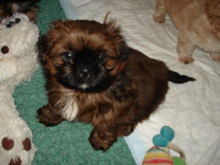 from Buddha´s Paradise