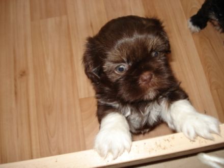 from Buddha´s Paradise