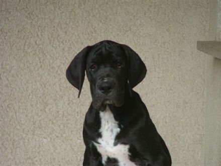 Hundeschule Wolfacademy, Zweigstelle Felsberg