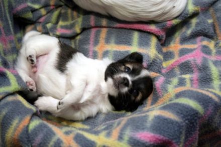 von den Bastenwald-Kobolden