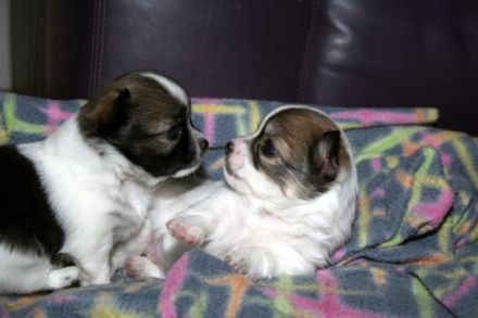 von den Bastenwald-Kobolden