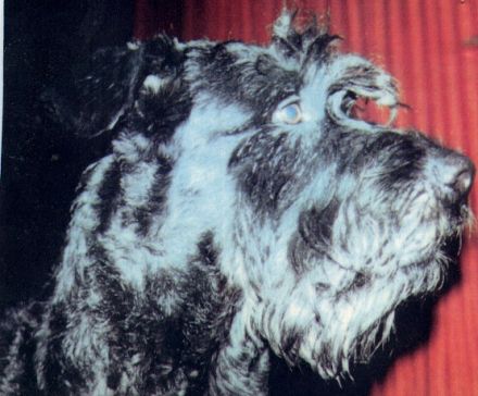 Dog 'S Life Hunde-& Hundeführerschule