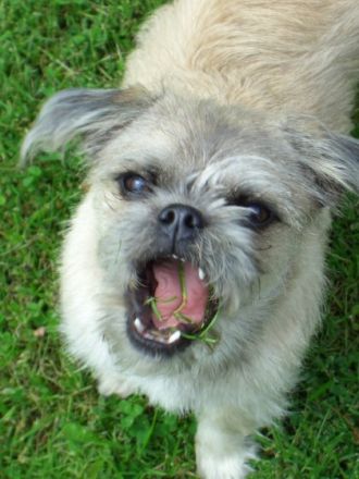 Die andere Hundeschule in Mannheim