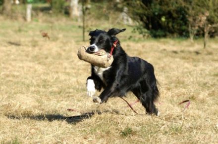 Rheinische Hundeschule