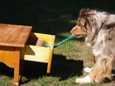 Rheinische Hundeschule