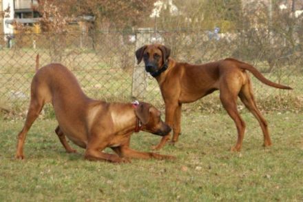 Rheinische Hundeschule